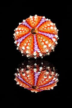 The colourful sea urchin by Roland Brack