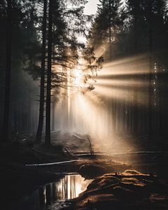 Sonnenaufgang im Wald