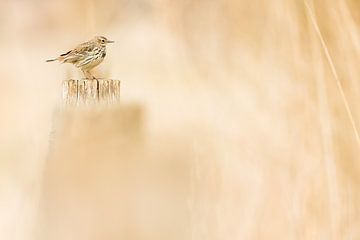 Graspieper van Danny Slijfer Natuurfotografie