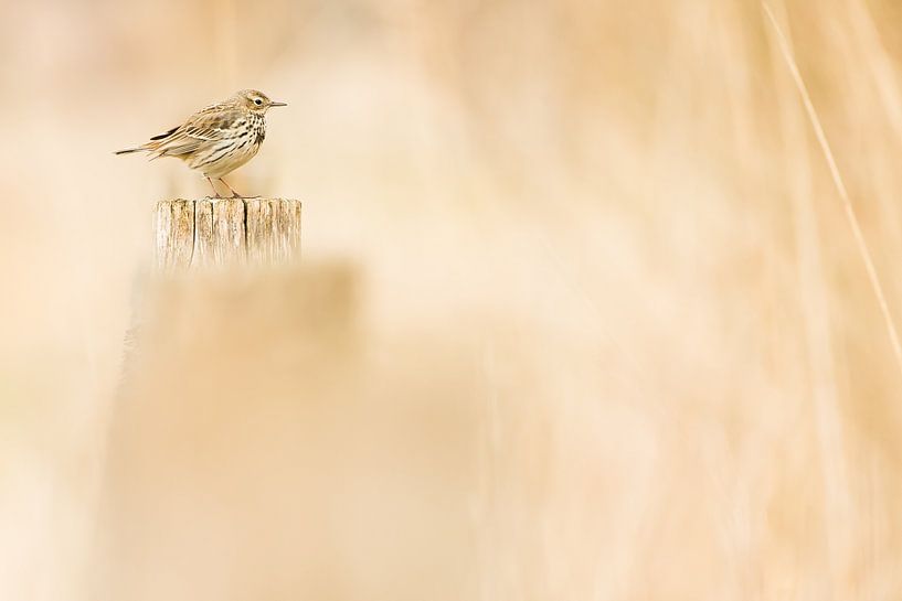 Grasshopper by Danny Slijfer Natuurfotografie