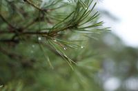 Soft downpour hanging from a pine tree branch