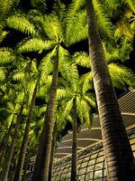 Palmen bei Nacht am Marina Bay Sands