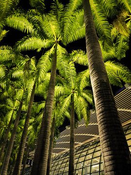 Palm trees at night by Heiko Obermair