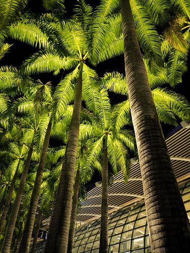 Palm trees at night