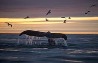 Midzomernacht, vaak de mooiste momenten om walvissen te spotten. van Koen Hoekemeijer thumbnail