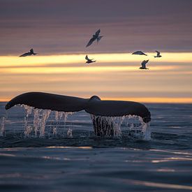 Midzomernacht, vaak de mooiste momenten om walvissen te spotten. van Koen Hoekemeijer