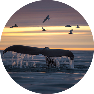 Midzomernacht, vaak de mooiste momenten om walvissen te spotten. van Koen Hoekemeijer