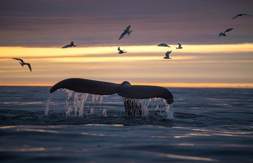 Nuit d'été, souvent le meilleur moment pour observer les baleines.