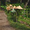 Les chapeaux des travailleurs des rizières sèchent sur les buissons à Ubud Bali. sur Ken Tempelers