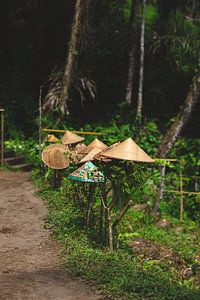 Die Hüte der Reisfeldarbeiter liegen zum Trocknen auf den Büschen in Ubud Bali von Ken Tempelers