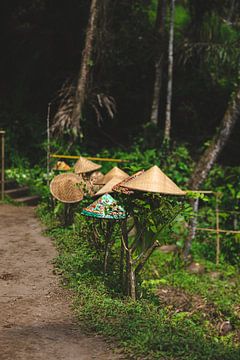 The hats of the rice field workers are drying on the bushes in Ubud Bali. by Ken Tempelers