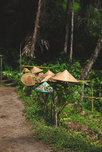 De hoedjes van de rijstveld werkers liggen te drogen op de bosjes in Ubud Bali