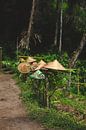 The hats of the rice field workers are drying on the bushes in Ubud Bali. by Ken Tempelers thumbnail