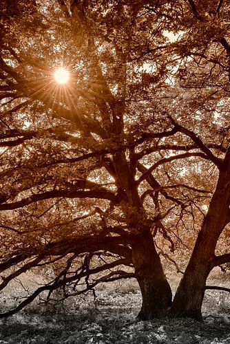 Boom in zonlicht