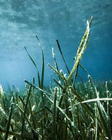 Heldere onderwater wereld in Griekenland