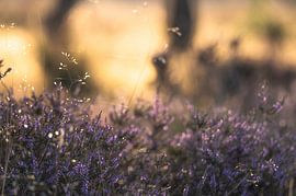 Planken Wambuis part 53 van Tania Perneel