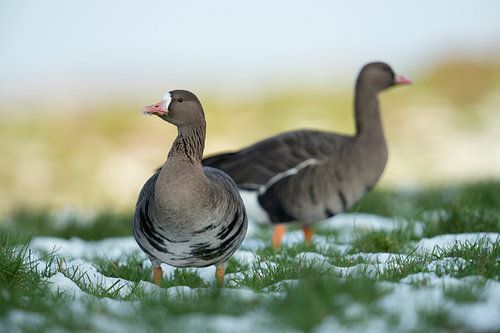 Blässgänse * Anser albifrons *