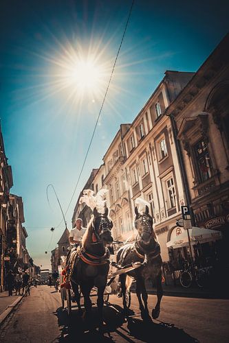 Paarden Krakow (Polen)