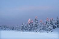 Winter Zweden met het zonlicht op de boomtoppen. van Erwin Stevens thumbnail