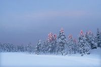 Winter Zweden met het zonlicht op de boomtoppen.