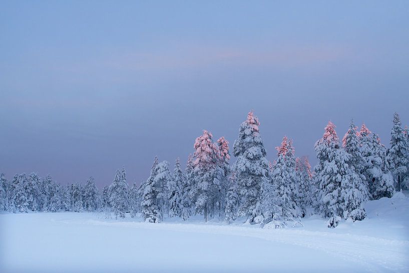 La Suède hivernale avec la lumière du soleil sur la cime des arbres. par Erwin Stevens