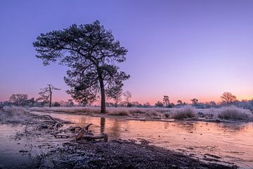 Natuurgebied Leersumse Veld van Moetwil en van Dijk - Fotografie