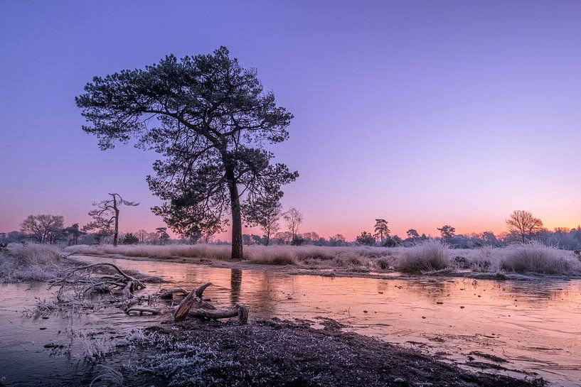 Naturschutzgebiet Leersumse Veld von Moetwil en van Dijk - Fotografie
