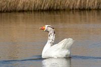 Gans begroet