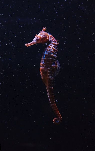 Sous la mer par Hello Pompoyo