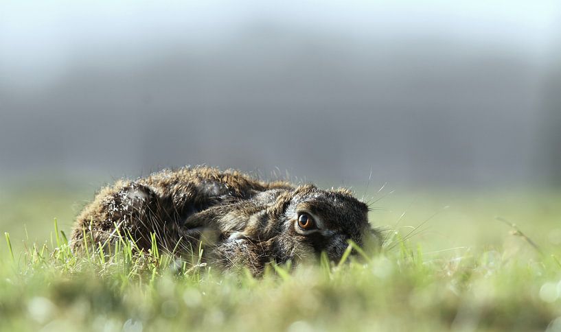 hare by Benno van Triest