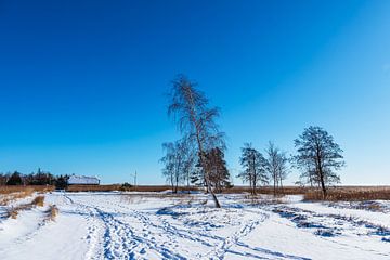 Bäume am Bodden bei Wieck auf dem Fischland-Darß im Winter von Rico Ködder