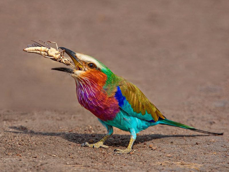Lilac Breasted Roller w. Grashopper by Peter Michel