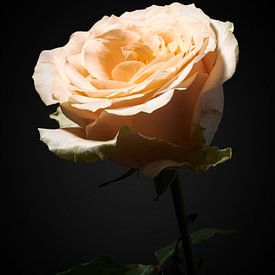Roze roos van Ramon van Bedaf