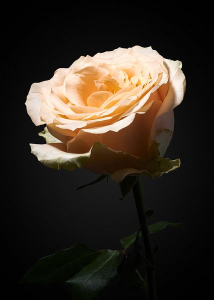 Rosa Rose von Ramon van Bedaf