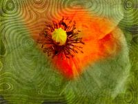 Mohn Collage 