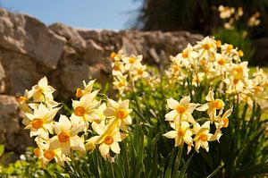 Blühende Narzissen auf den Îles Lérins