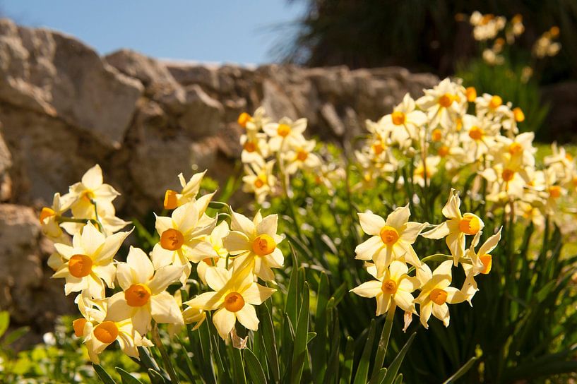 Blühende Narzissen auf den Îles Lérins von Hilke Maunder