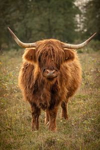 schottischer Highlander