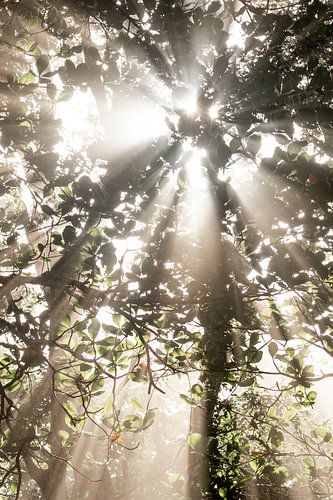 Zonnehymne Stralen door het Bladerdak jungle boom