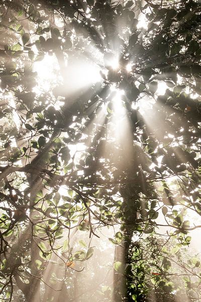 Zonnehymne Stralen door het Bladerdak jungle boom van Femke Ketelaar