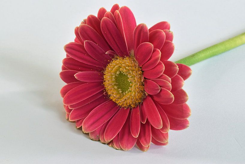 Gerbera mit roten Blättern und gelbem Herz auf einem weißen Hintergrund von Robin Verhoef