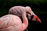Flamingos