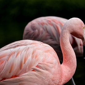 Flamingos von De fotograafer