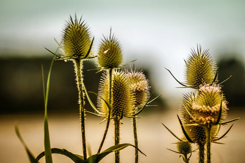 Prikkelbaar by ZEVNOV .