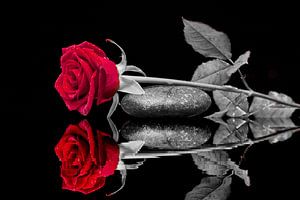 Rose ck d'amitié