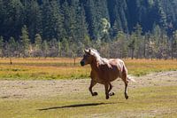 Haflinger in galop