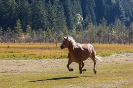 Haflinger in galop by Marcel Antons