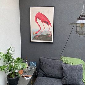 Klantfoto: American Flamingo, origineel  (gezien bij vtwonen), op canvas
