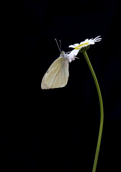 Cabbage white low key by Milou Hinssen