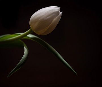 Stilleben Tulpe von 2daysnature